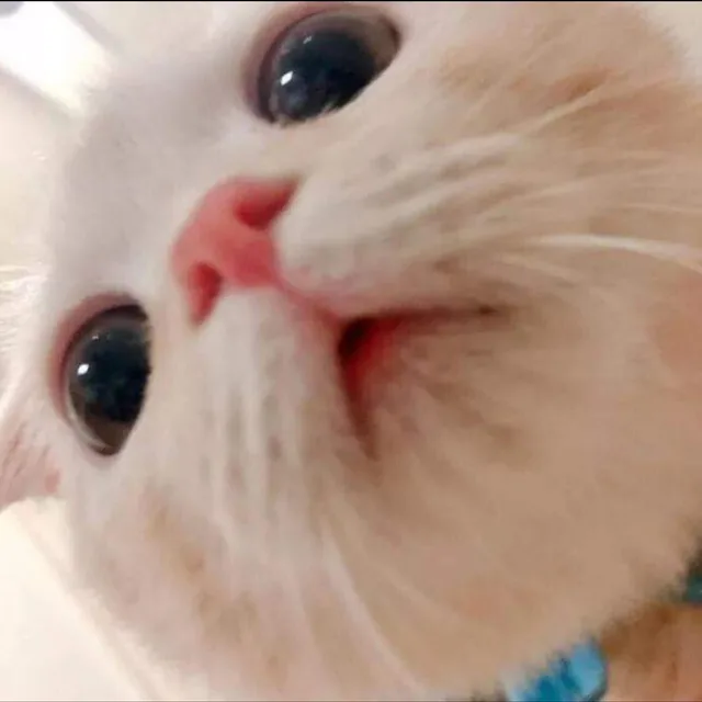 초초