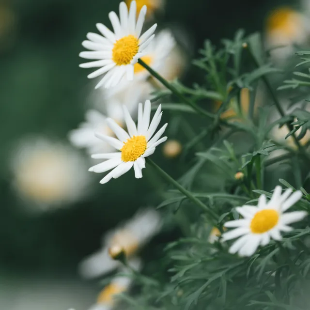 별이