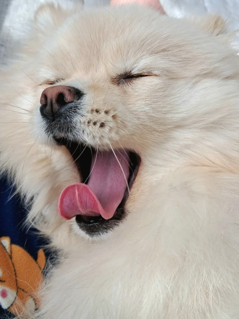 캠핑족