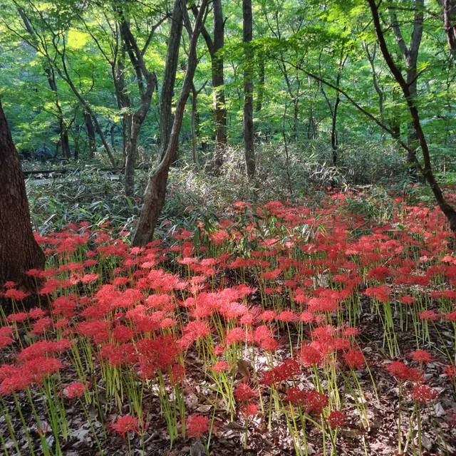 보미