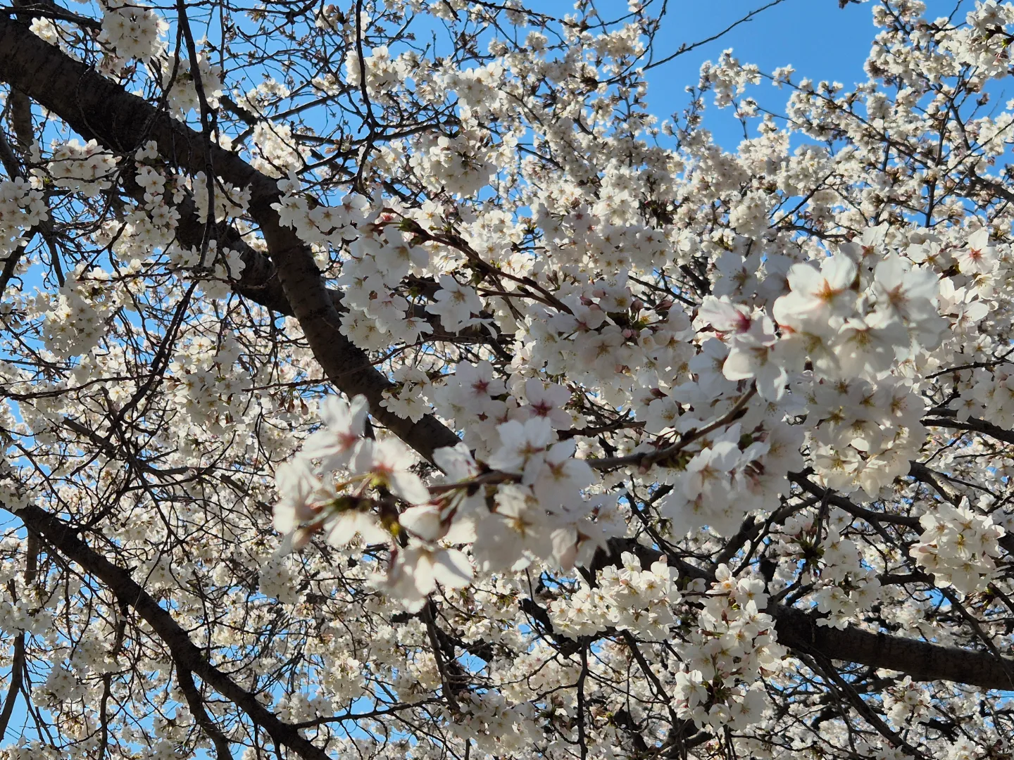팝콘님
