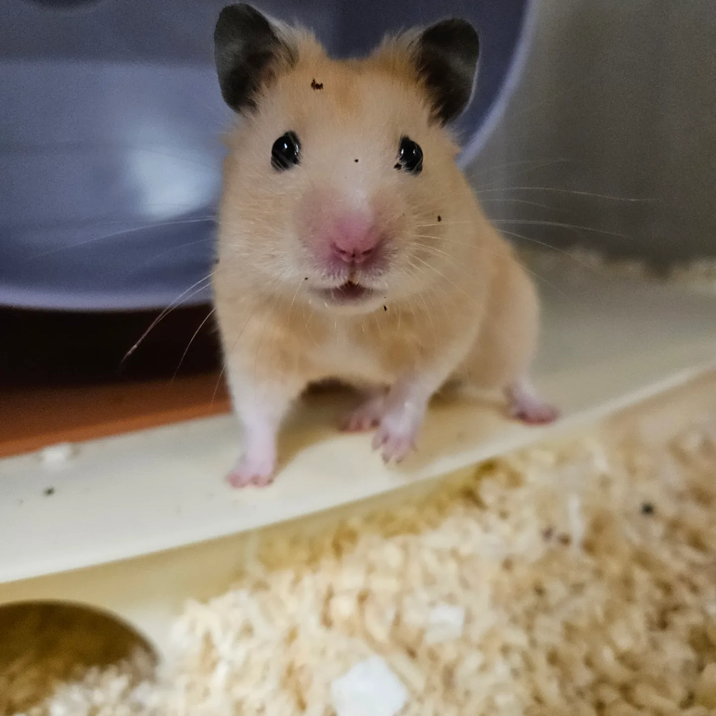 지성뵤