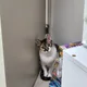 좌팔덕