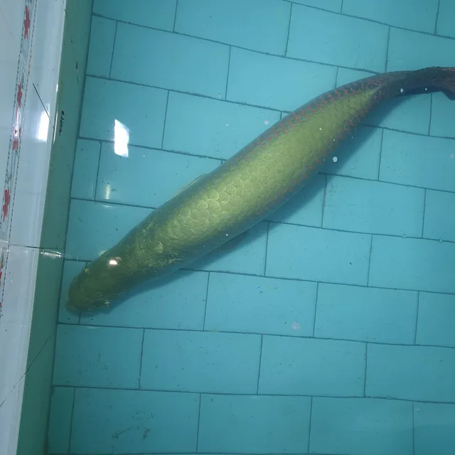 바르게살자
