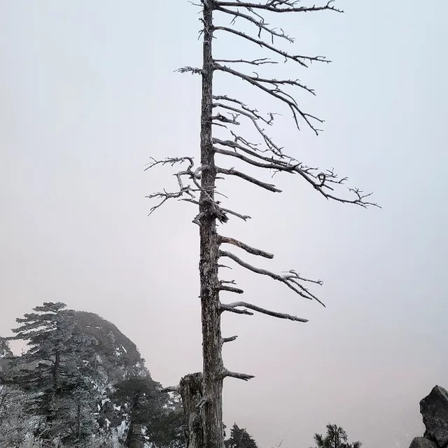 푸른솔