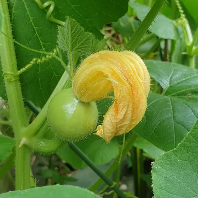 알콩