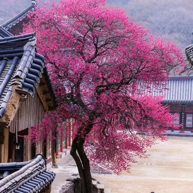 사랑해요