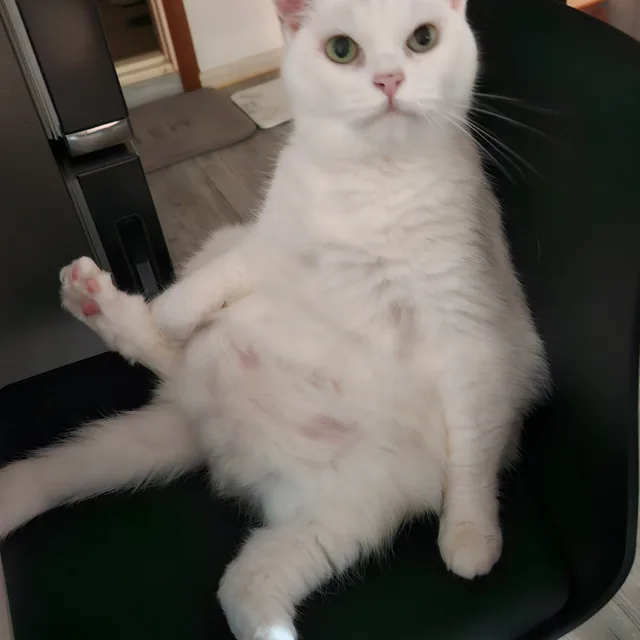 퐁이