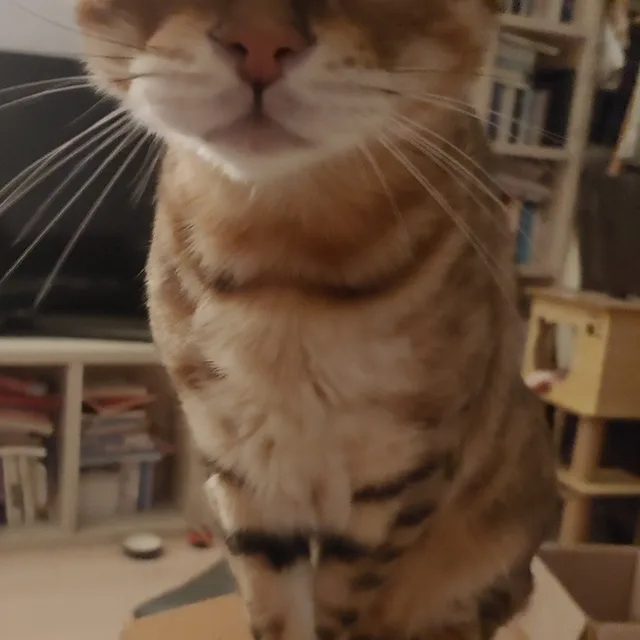 아리꿈틀
