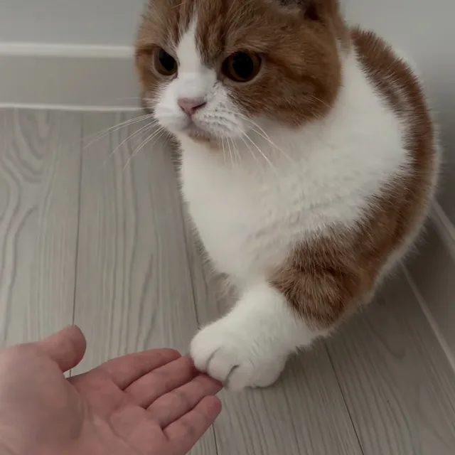 고양이손