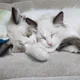 사남매맘