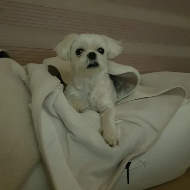 앙쥬
