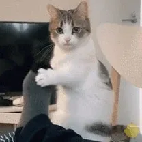 뚱띠해삼