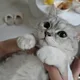 마늘
