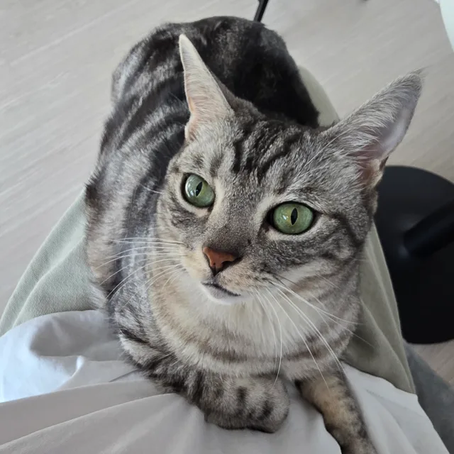 팝코레오
