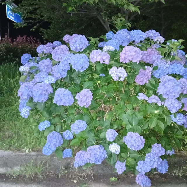 최종미남