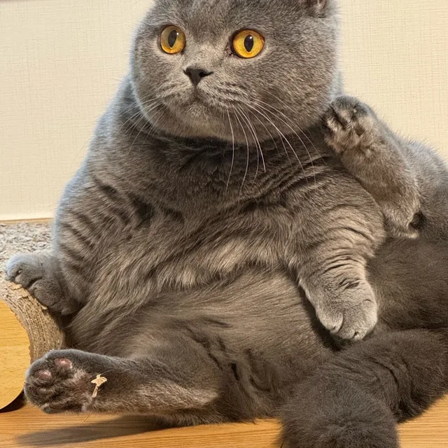 화려한식탁