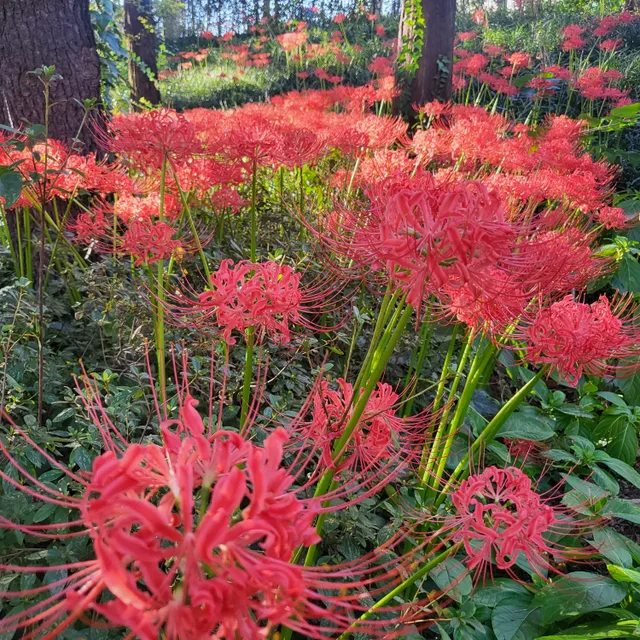 작두콩