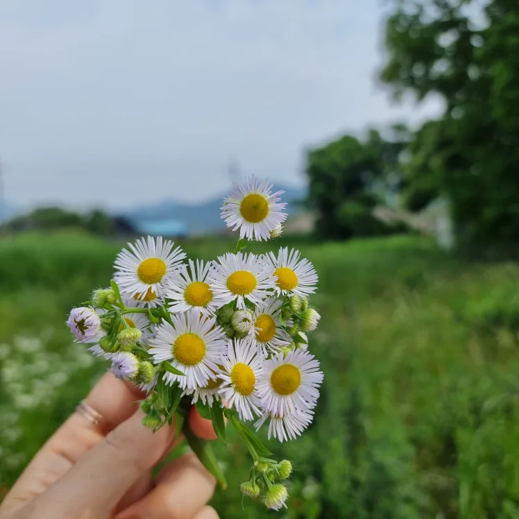 태수마미