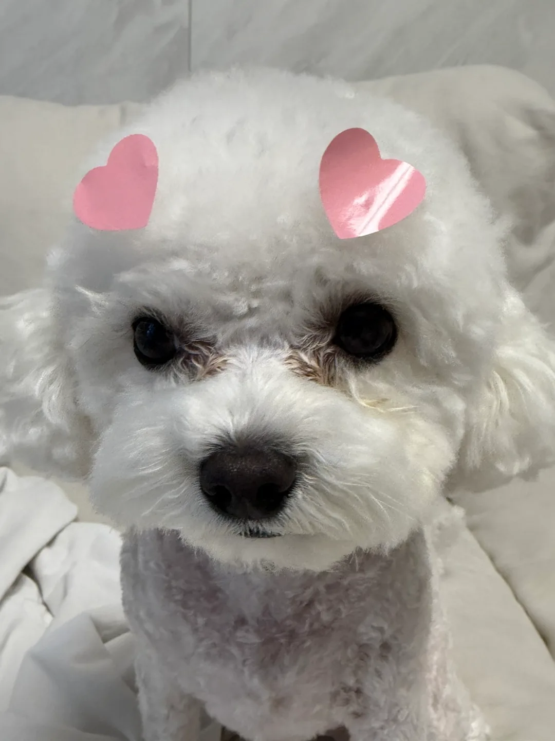 오유라응잉