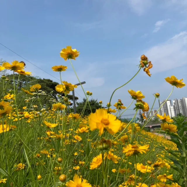 당근일구팔팔