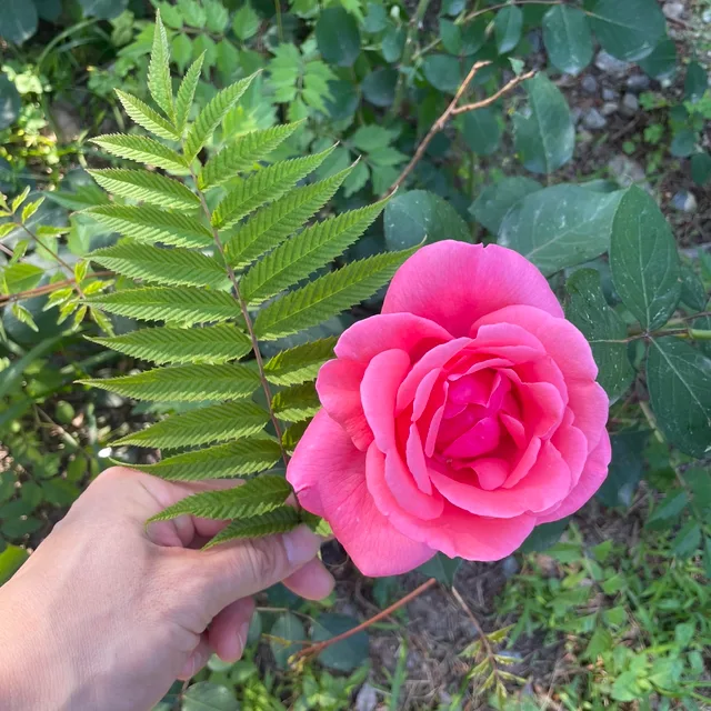 찰랑머리