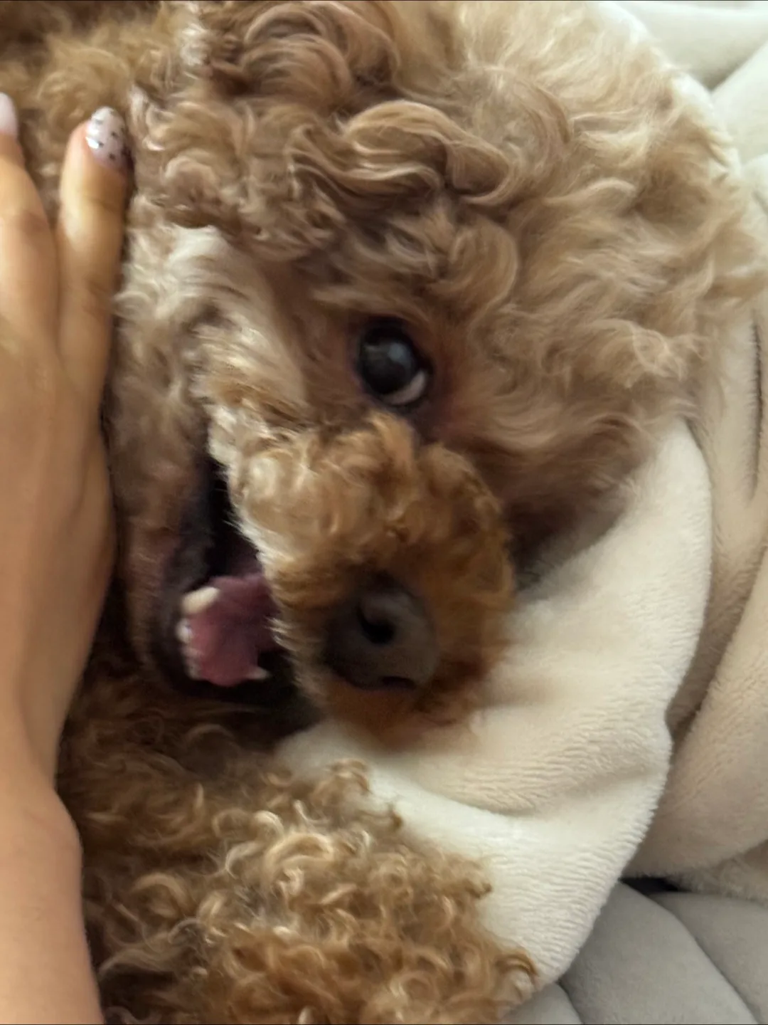 로로