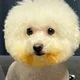 모모모몽