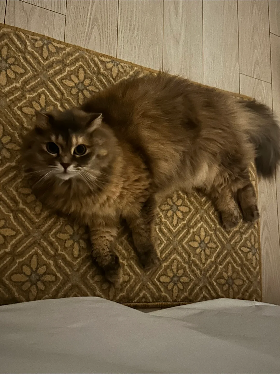 김모카