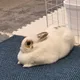 뇽뇽
