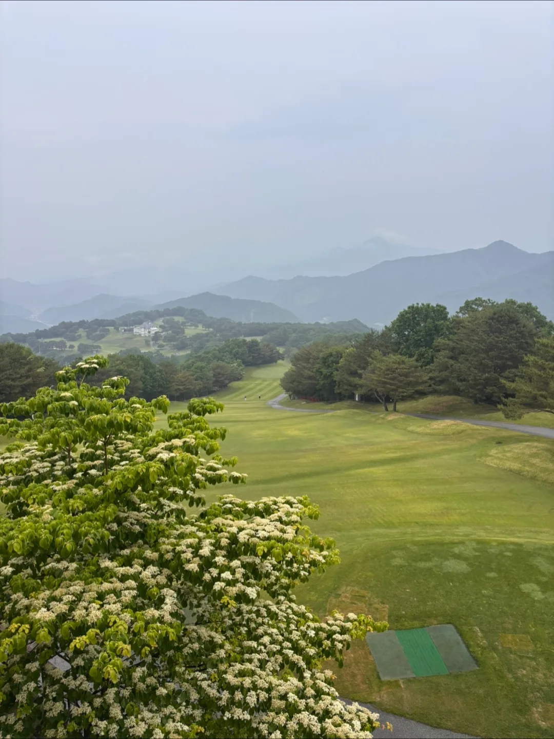당근니카