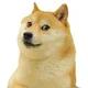 DOGE