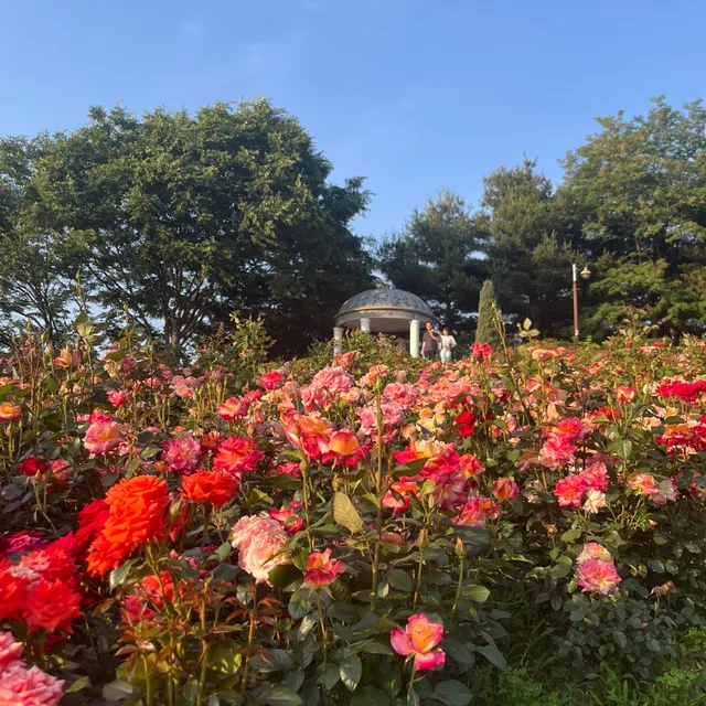 아트총