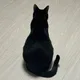 애옹이4