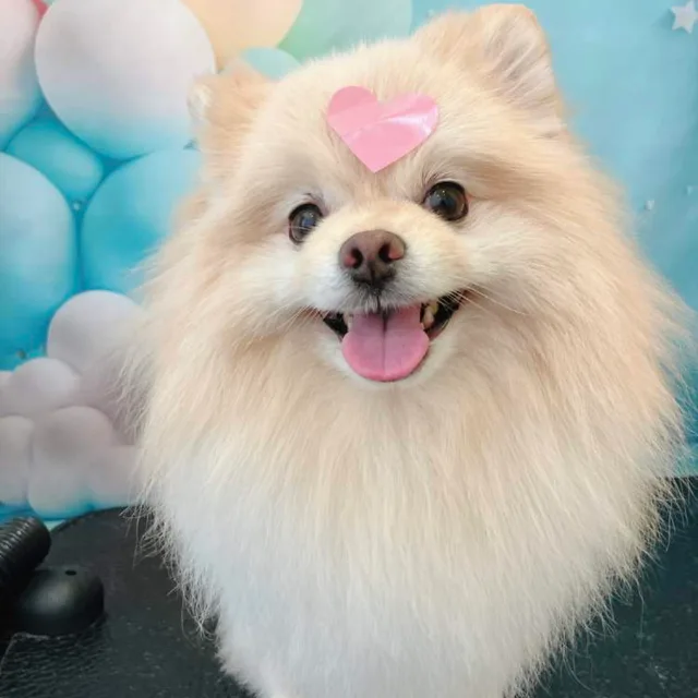 강니이
