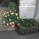 디어러브