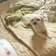 온음