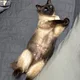 보리누님
