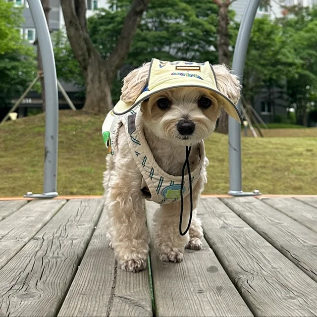 잼스터치