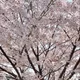 비밀요원