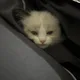 백설기