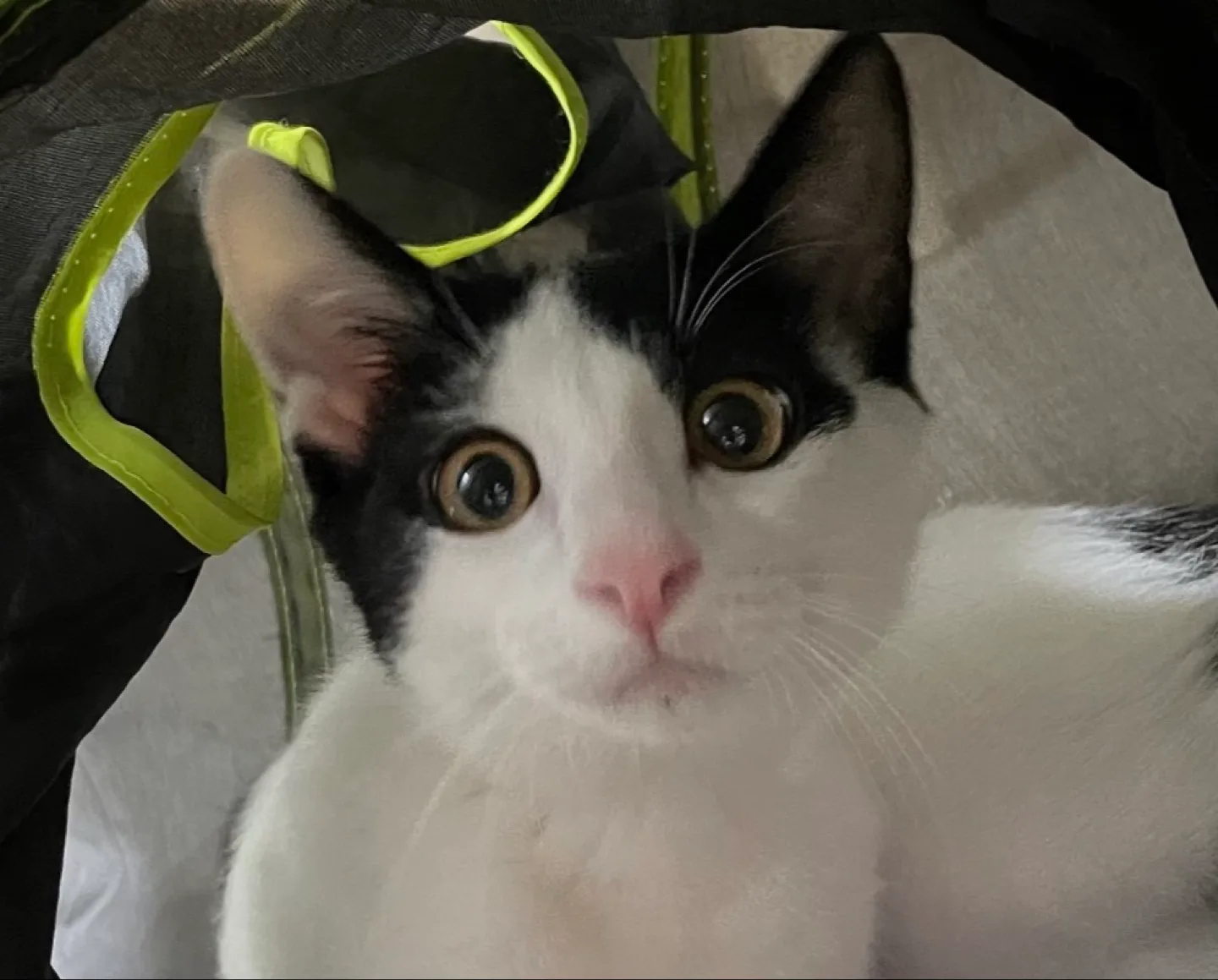 똥똥이
