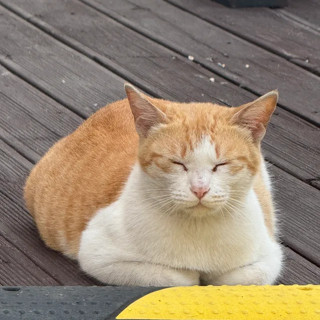 인자한치즈가게