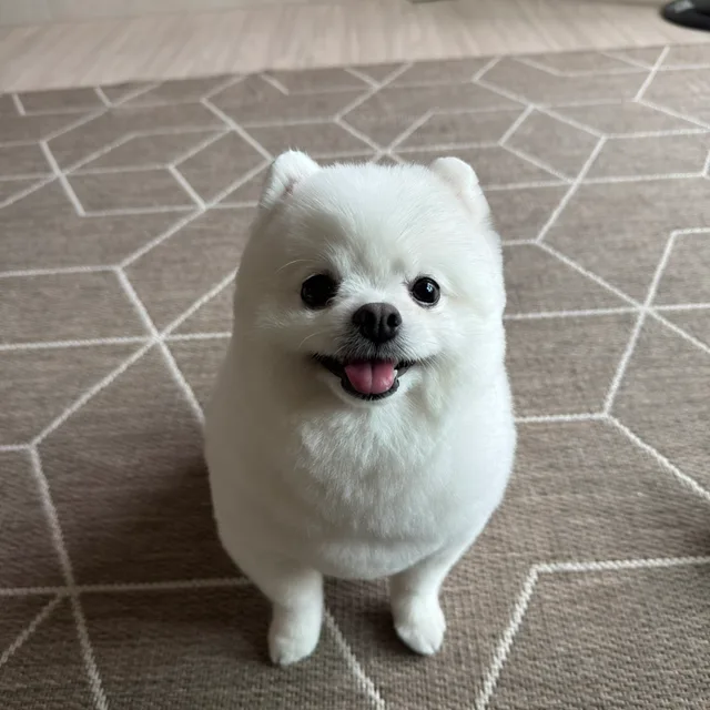 토리아빠