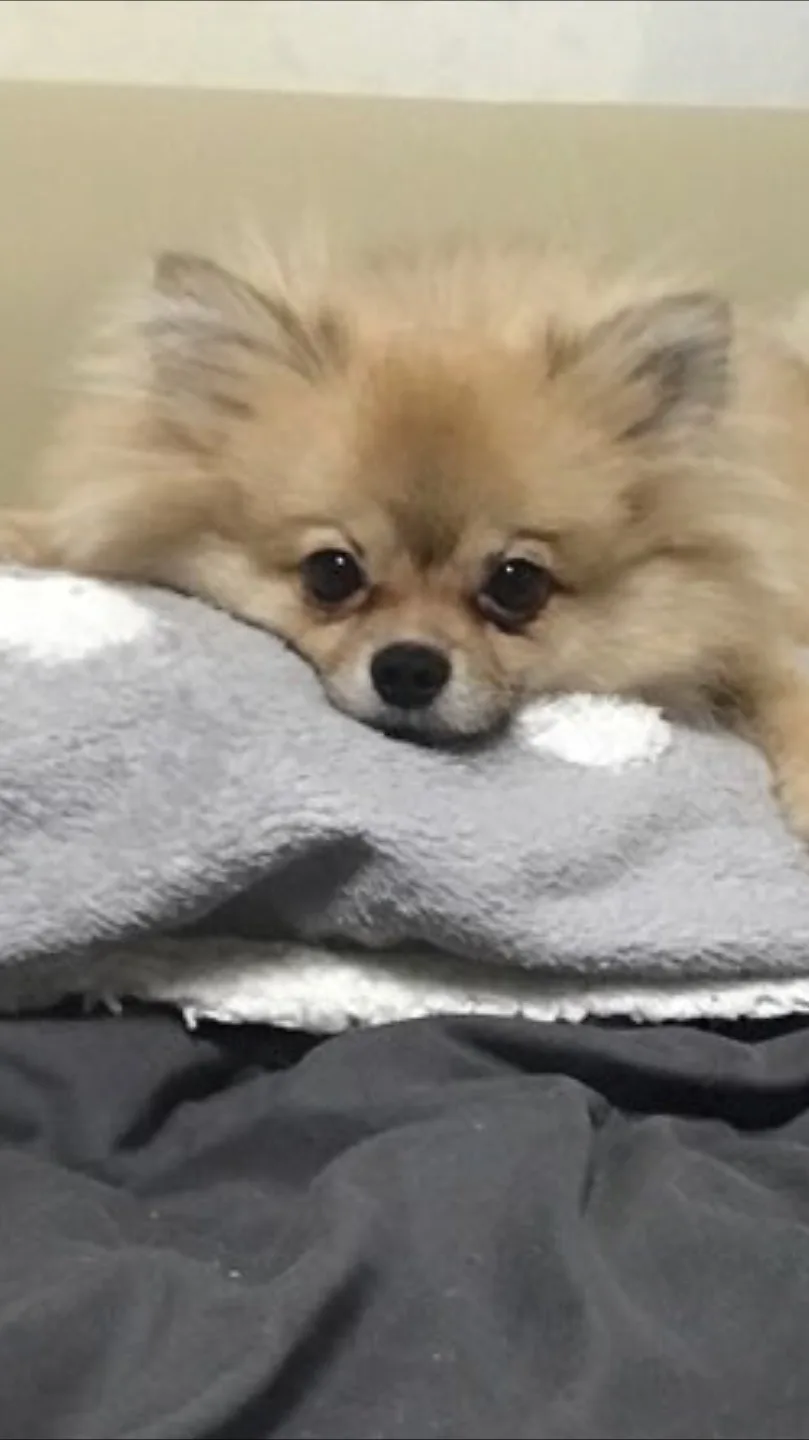 뚜따핑