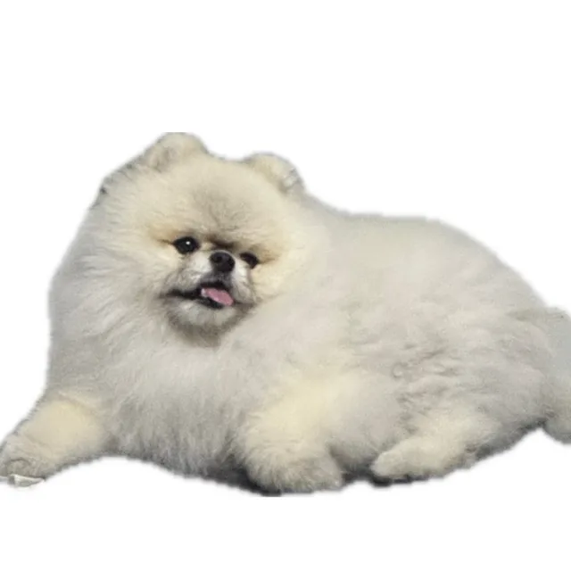 또니