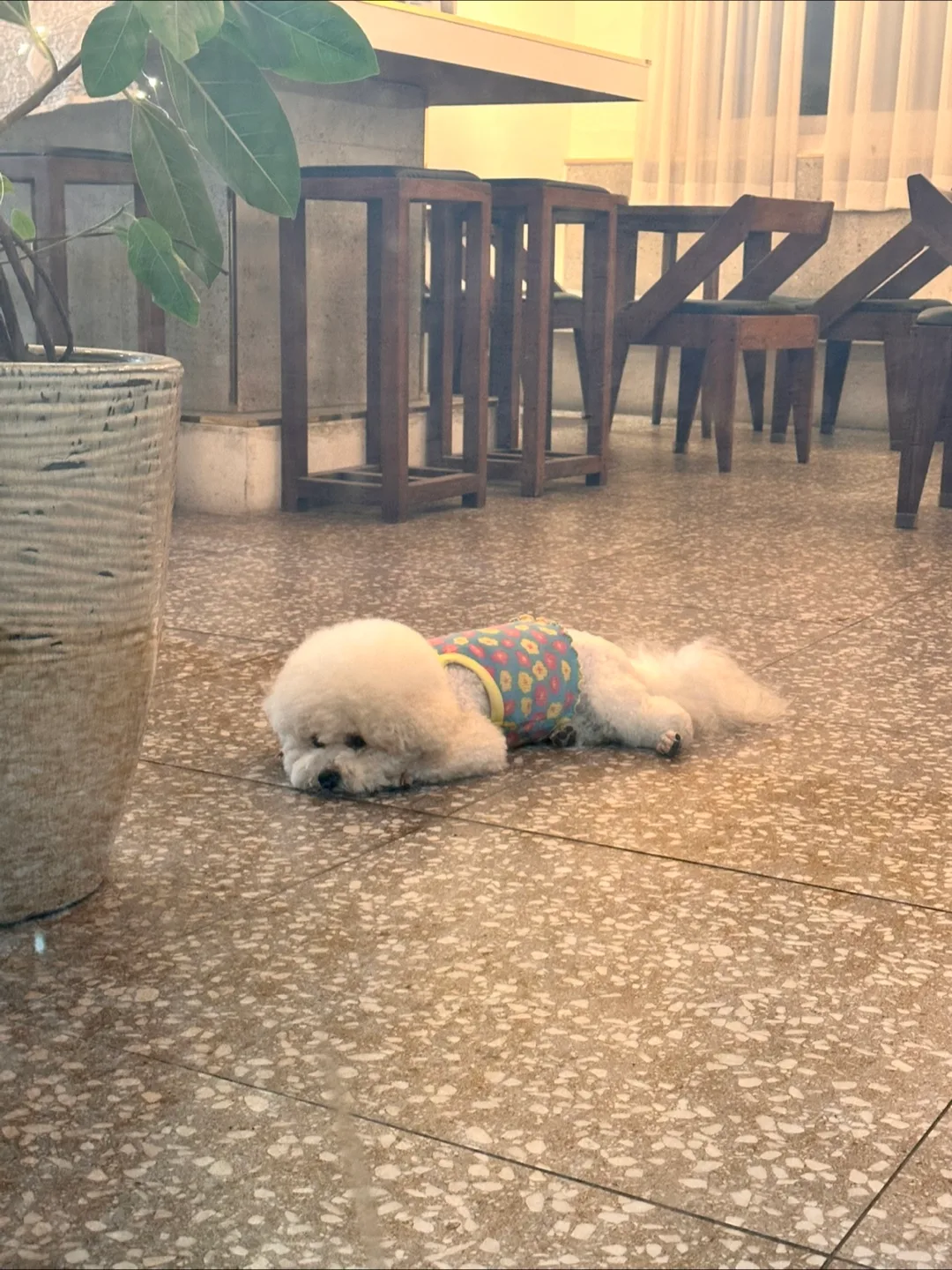 사탕이