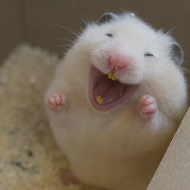 랑이