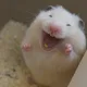 랑이