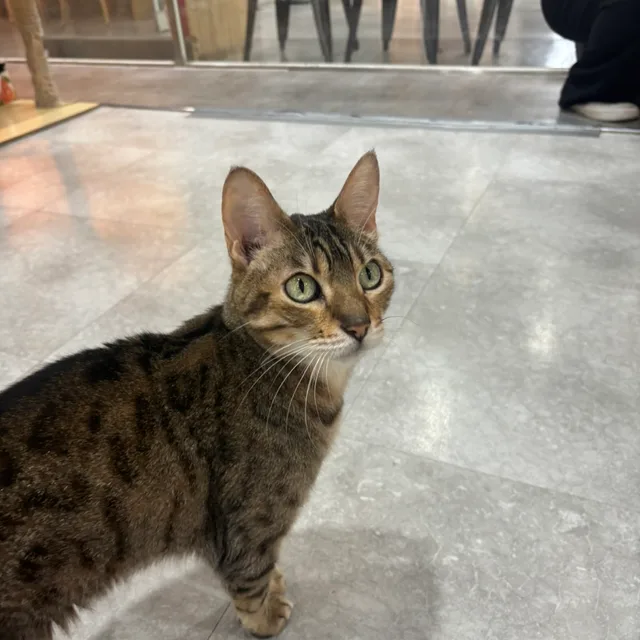 키브걸